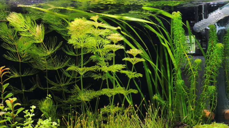 植栽から5日目　新芽が展開しだす　バリスネリア　スピラリス